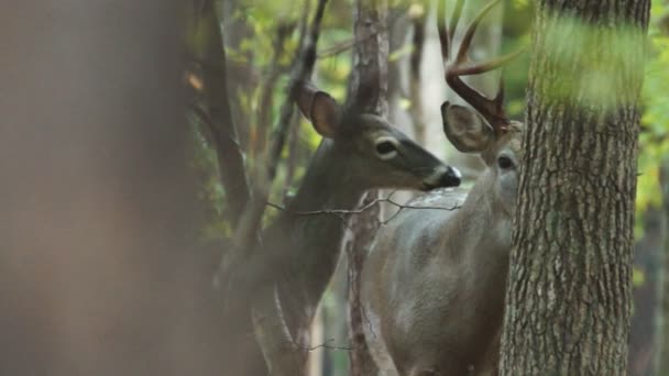 Cerf de Virginie interaction mâle-femelle mature 
