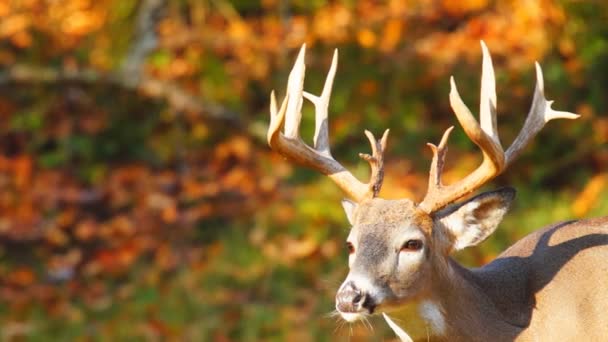 Whitetail veado maduro fanfarrão em outubro — Vídeo de Stock