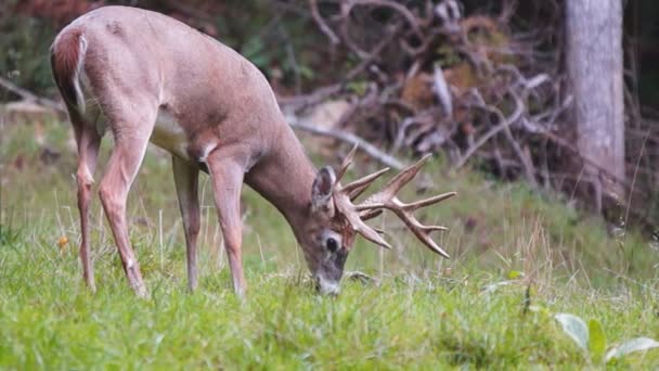 Szarvas Whitetail érett buck eszik — Stock videók