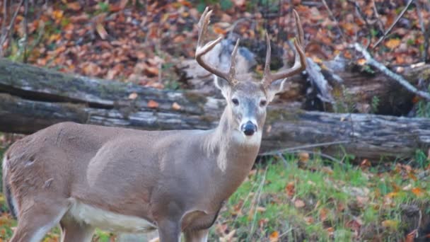 Whitetail Deer mature buck in October — Stock Video