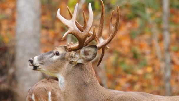 Whitetail Deer mature buck in October — Stock Video