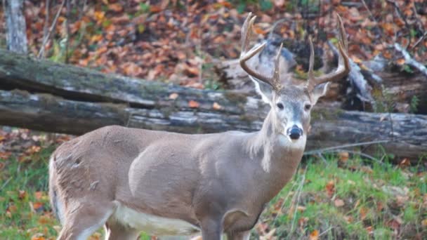 Whitetail 鹿成熟した木びき台 — ストック動画