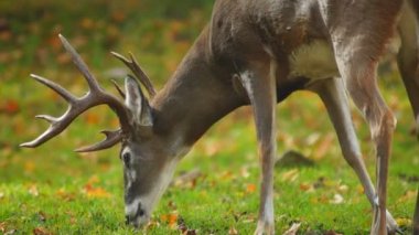 Whitetail Geyik Kova Ekim ayında olgun.