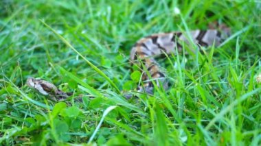 canebrake veya ahşap çıngıraklı yılan