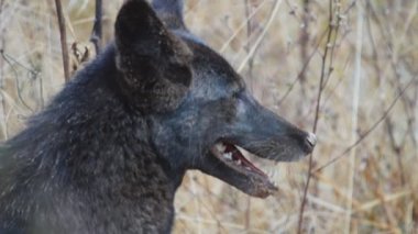 nadir siyah coyote