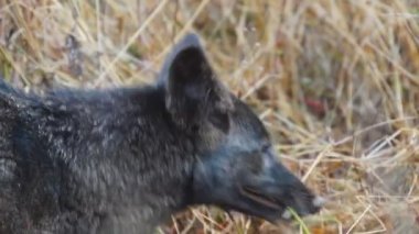 nadir siyah coyote