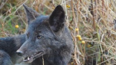 nadir siyah coyote