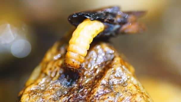 Larves de mouches à addis dans le cacoon bâton, entomologie aquatique 