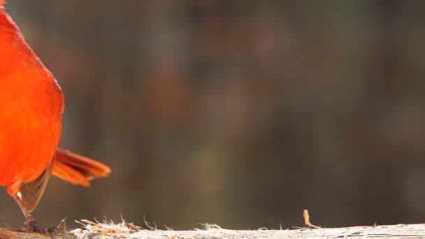 Cardenal Rojo del Norte — Vídeo de stock