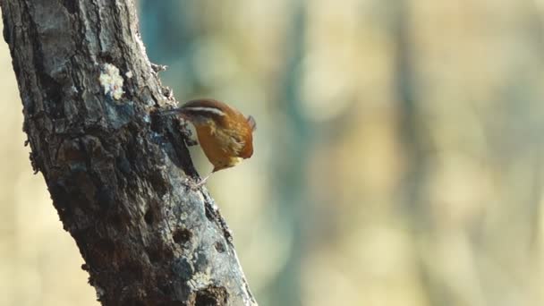 Carolina Wren — Stock Video