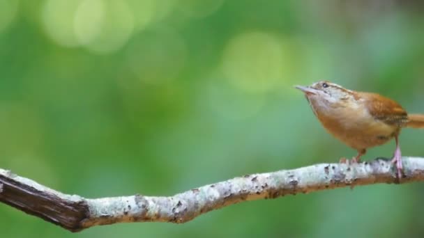 Carolina Wren. — Vídeo de Stock