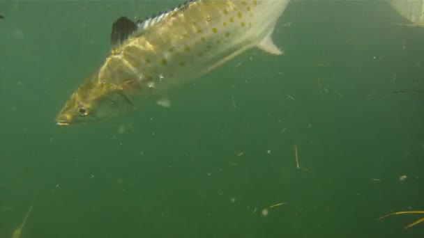 Cero Mackeral dans le golfe du Mexique 