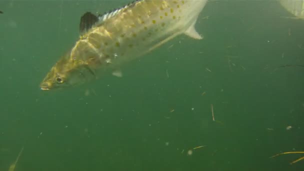 Cero Mackeral in Gulf of Mexico — Stock Video