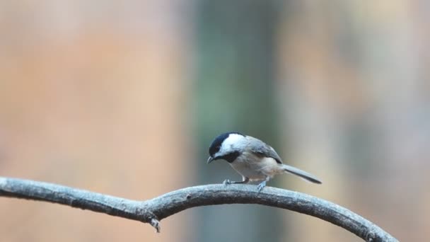 Chickadee de gorra negra — Vídeo de stock