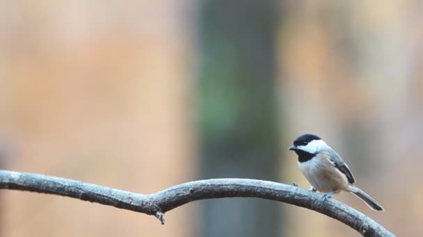 Mésange à capuchon noir 
