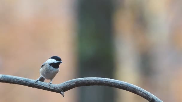 Mésange à capuchon noir 