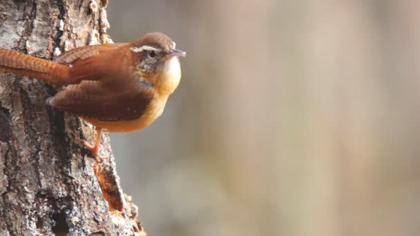 Wren de Carolina — Vídeos de Stock