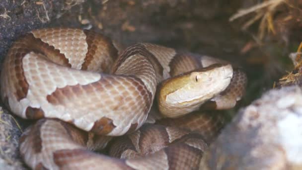 Serpiente cabeza de cobre — Vídeos de Stock