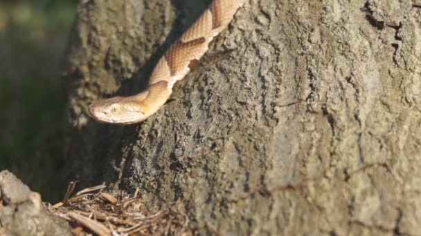 Serpent cuivré 