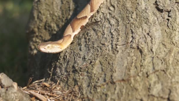 Serpiente cabeza de cobre — Vídeos de Stock