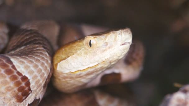 Cobra-cabeça-de-cobre — Vídeo de Stock