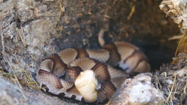 Мідянка змія — стокове відео