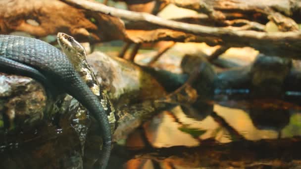 Cottonmouth Moccasin — Stock Video