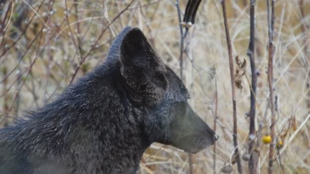 Coyote negro raro — Vídeo de stock