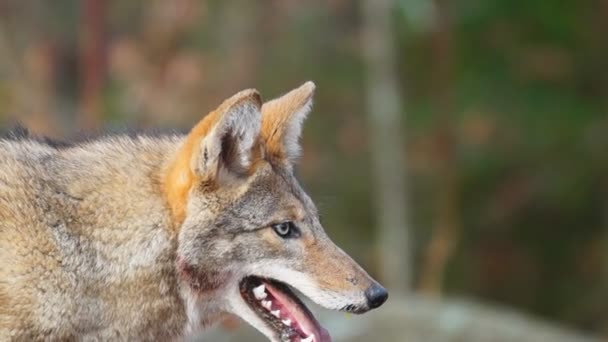 Coyote