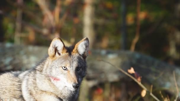 Coyote