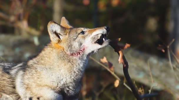 Coyote — Stockvideo