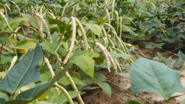 Guisantes que crecen en el jardín — Vídeos de Stock