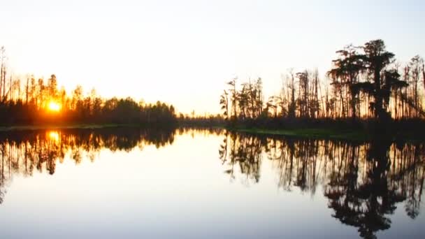 Кипарисовое болото на юге США — стоковое видео