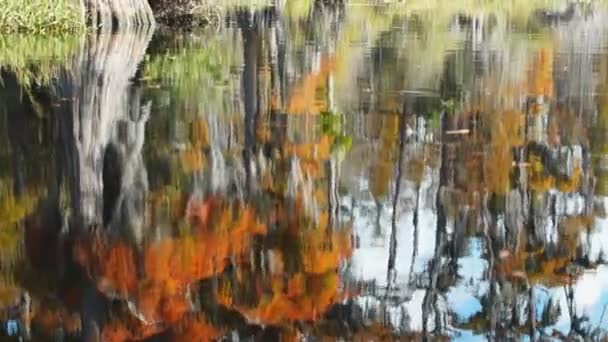 Bald cypress träd i southern swamp i november — Stockvideo