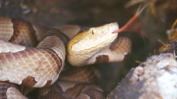 Testa di rame Serpente sciopero — Video Stock