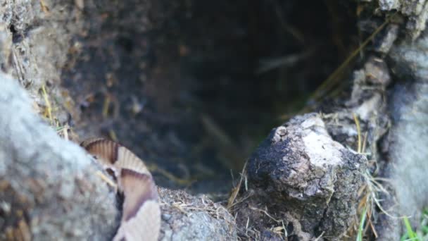 Медноголовая змея — стоковое видео