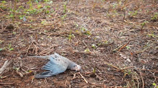 Caçador de cães pegando sua morte — Vídeo de Stock