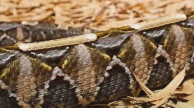 Gaboon viper
