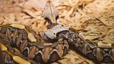 Gaboon viper
