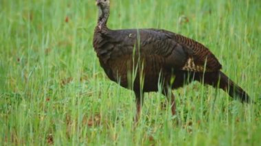 vahşi hindi tavuk besleme