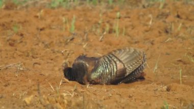 Wild Türkiye