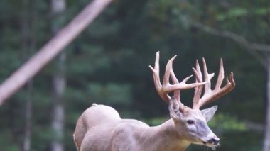 Whitetail Geyik dolar Olgun