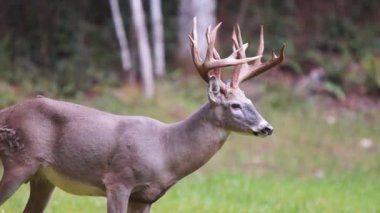 Whitetail Geyik dolar Olgun