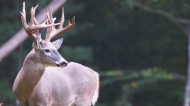 Whitetail Geyik dolar Olgun