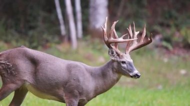 Whitetail Geyik dolar Olgun