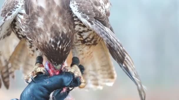 Red - tailed hawk — Stockvideo