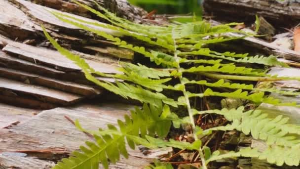 Fern on southern appalachian fallen old log — Stock Video
