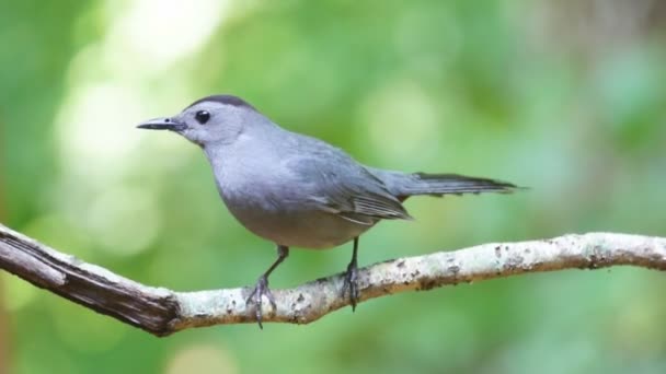 Сірий catbird — стокове відео