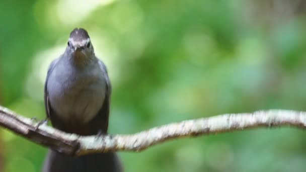 Сірий catbird — стокове відео