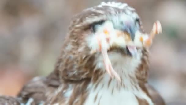 Red-tailed Hawk — Stock Video